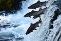 Salmons go for spawning upstream. Generative AI