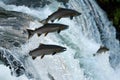 Salmons go for spawning upstream. Generative AI