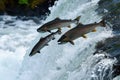 Salmons go for spawning upstream. Generative AI