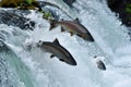 Salmons go for spawning upstream. Generative AI