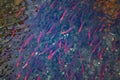 Salmons spawning in river Royalty Free Stock Photo