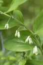 Salomon\'s seal (Polygonatum multiflorum).