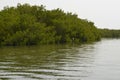 Mangrove forests in the Saloum river Delta area, Senegal, West Africa Royalty Free Stock Photo