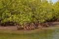 Mangrove forests in the Saloum river Delta area, Senegal, West Africa