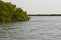 Mangrove forests in the Saloum river Delta area, Senegal, West Africa Royalty Free Stock Photo