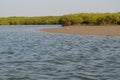 Mangrove forests in the Saloum river Delta area, Senegal, West Africa Royalty Free Stock Photo