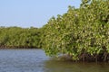 Mangrove forests in the Saloum river Delta area, Senegal, West Africa Royalty Free Stock Photo