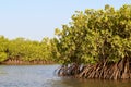 Mangrove forests in the Saloum river Delta area, Senegal, West Africa Royalty Free Stock Photo