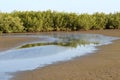 Mangrove forests in the Saloum river Delta area, Senegal, West Africa