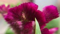 Salpiglossis Sinuate flower macro