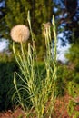 Salsify spring grassy plant in field close-up, big dandelion Royalty Free Stock Photo