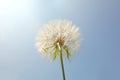 Salsify. Tragopogon dubius Royalty Free Stock Photo