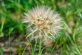 Salsify Tragopogon porrifolius. A large dandelion looking seedhead called Yellow Goats Beard also known as Western Salsify. Royalty Free Stock Photo