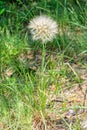 Salsify Tragopogon porrifolius. A large dandelion looking seedhead called Yellow Goats Beard also known as Western Salsify. Royalty Free Stock Photo