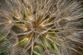 Salsify Tragopogon porrifolius. A large dandelion looking seedhead called Yellow Goats Beard also known as Western Salsify. Royalty Free Stock Photo