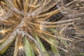 Salsify Tragopogon porrifolius. A large dandelion looking seedhead called Yellow Goats Beard also known as Western Salsify. Royalty Free Stock Photo