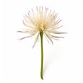 Salsify: White Flower On White Background - Danish Design With Sharp Perspective Angles