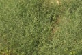 Salsola Kali,Allergens Plants
