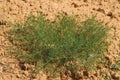 Salsola Kali,Allergens Plants