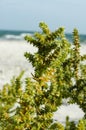 Salsola kali - weed plant with prickly leaves on the Black Sea shore.