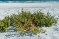 Salsola kali - weed plant with prickly leaves on the Black Sea shore