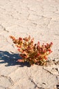 Salsola in Kyzylkum desert