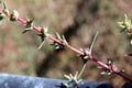 Salsola soda, Opposite-leaved saltwort,Barilla plant