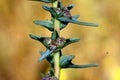 Salsola soda, Opposite-leaved saltwort,Barilla plant