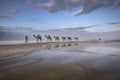 Salt caravan from Karoum lac in Ethiopia Royalty Free Stock Photo