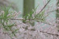 Saltcedar Tamarix ramosissima leaves and flowers Royalty Free Stock Photo