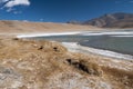 Salt covered plants and banks of Tso Kar lake, Ladakh, India