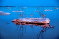 Salt-covered stones with dried vegetation in the middle of the water