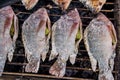Salt-Crusted Grilled Fish in the local market of Thailand Royalty Free Stock Photo