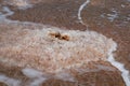 Salt crystals being modelled by the water in the Dead Sea of Israel Royalty Free Stock Photo