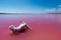 Scenic view of Pink Lake Hutt Lagoon at Port Gregory, Western Australia. Royalty Free Stock Photo