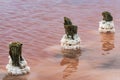 Salt crystals on thick logs in the pink lake Sasyk-Sivash near the resort town of Yevpatoria in Crimea Royalty Free Stock Photo