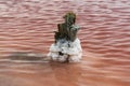 Salt crystals on thick logs in the pink lake Sasyk-Sivash near the resort town of Yevpatoria in Crimea Royalty Free Stock Photo