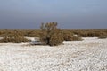 The salt desert and Salsola plants , Iran Royalty Free Stock Photo