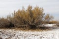 The salt desert and tamarix plants , Iran Royalty Free Stock Photo