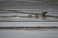 Salt farmers collect salt crystals to put into baskets