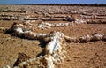 The details of salt crystals in salt flat polygons in desert , Iran