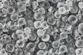 Salt grain or crystals, under microscope, enhanced contrast image made into seamless pattern Royalty Free Stock Photo