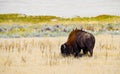 Salt Lake Bison