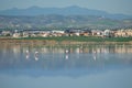 Salt lake of Larnaca and flamingos