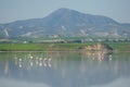 Salt lake of Larnaca and flamingos