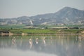 Salt lake of Larnaca and flamingos