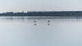 Salt lake of Larnaca and flamingos