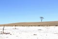 Salt lake lonely tree blue sky, Australia Royalty Free Stock Photo