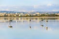 Salt lake in Larnaka