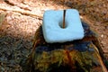 Deer salt lick block on stump close-up